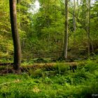 Im letzten Urwald Europas 3