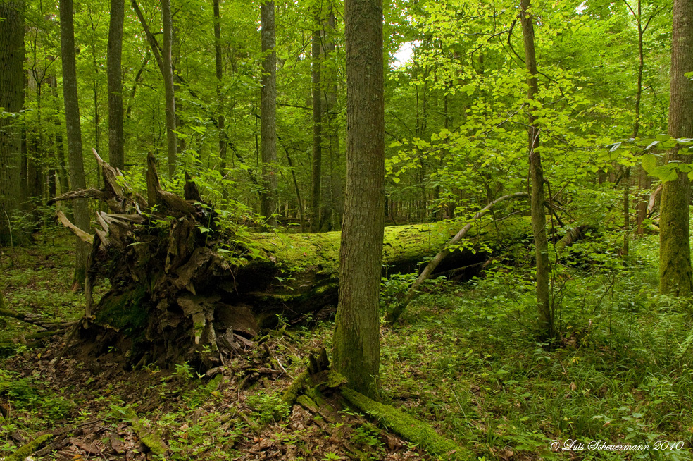 Im letzten Urwald Europas 4