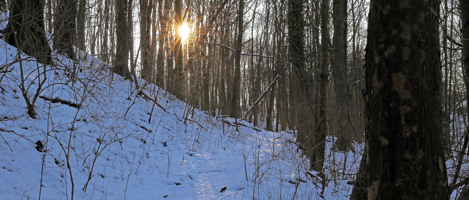 Im letzten Winter im Naturschutzgebiet Erlen-Eschenwald...