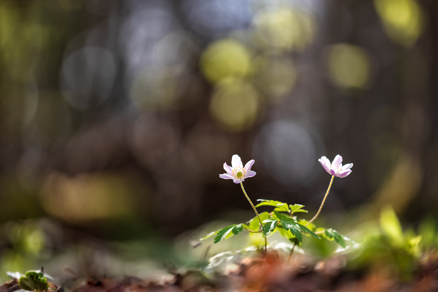 Im leuchtenden Frühlingwald