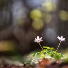 Im leuchtenden Frühlingwald