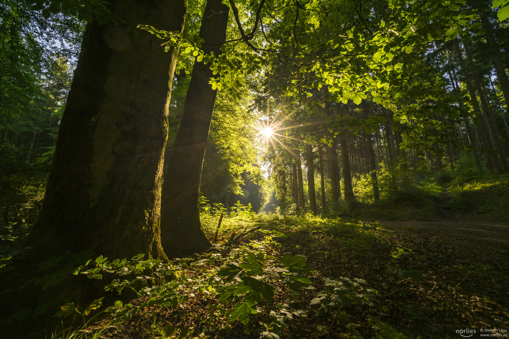 Im leuchtenden Wald