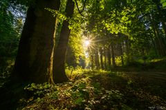 Im leuchtenden Wald