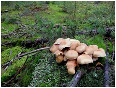 Im Leupoldsdorfer Forst/Fichtelgebirge