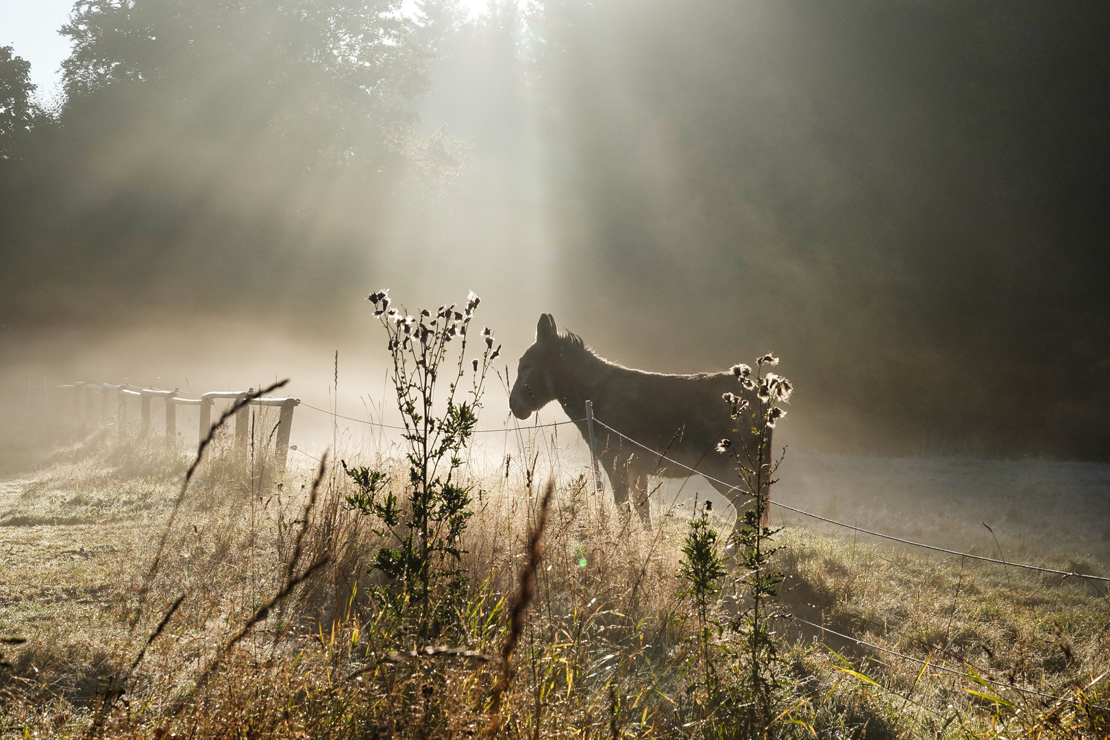 Im Licht 