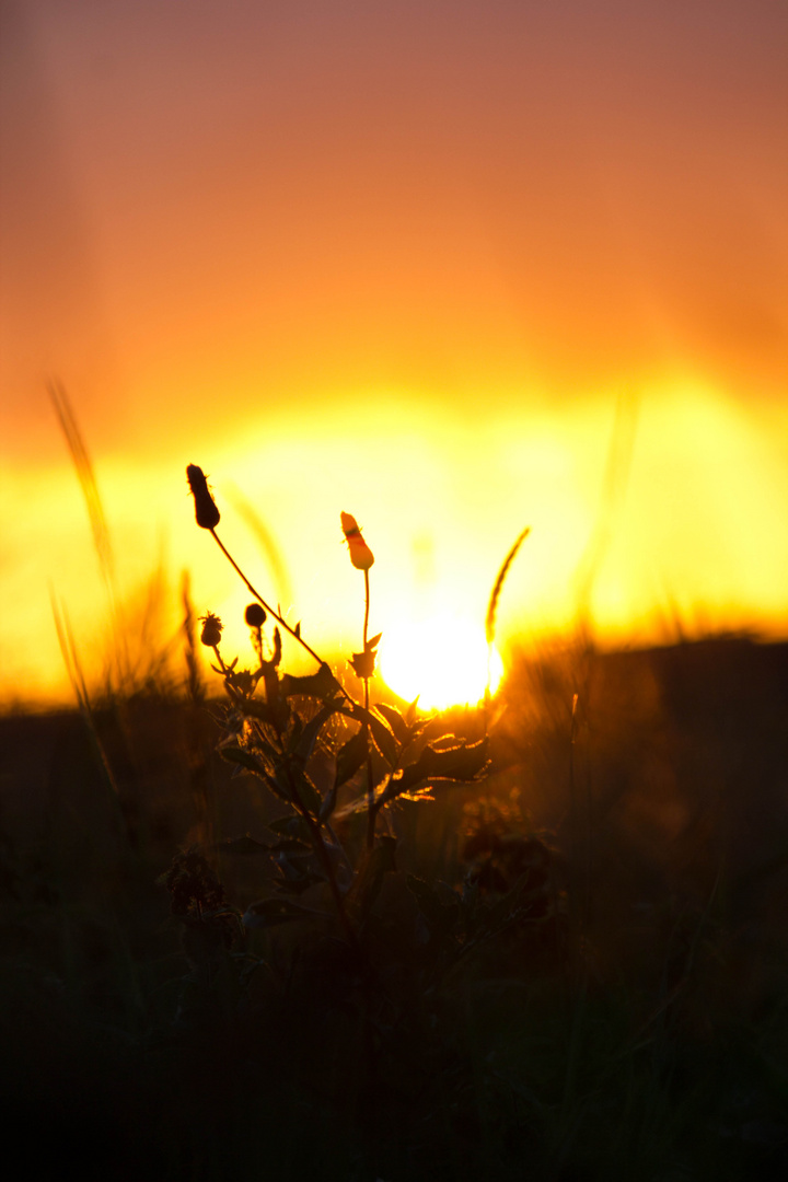 Im Licht aufgehend