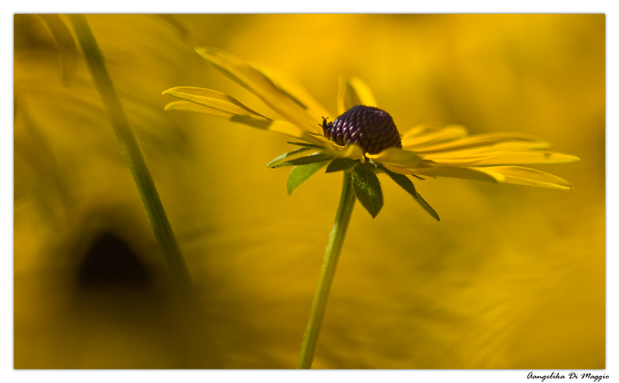 Im Licht der Herbstsonne