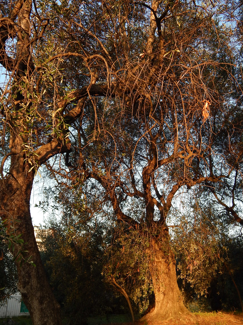 Im Licht der Morgensonne