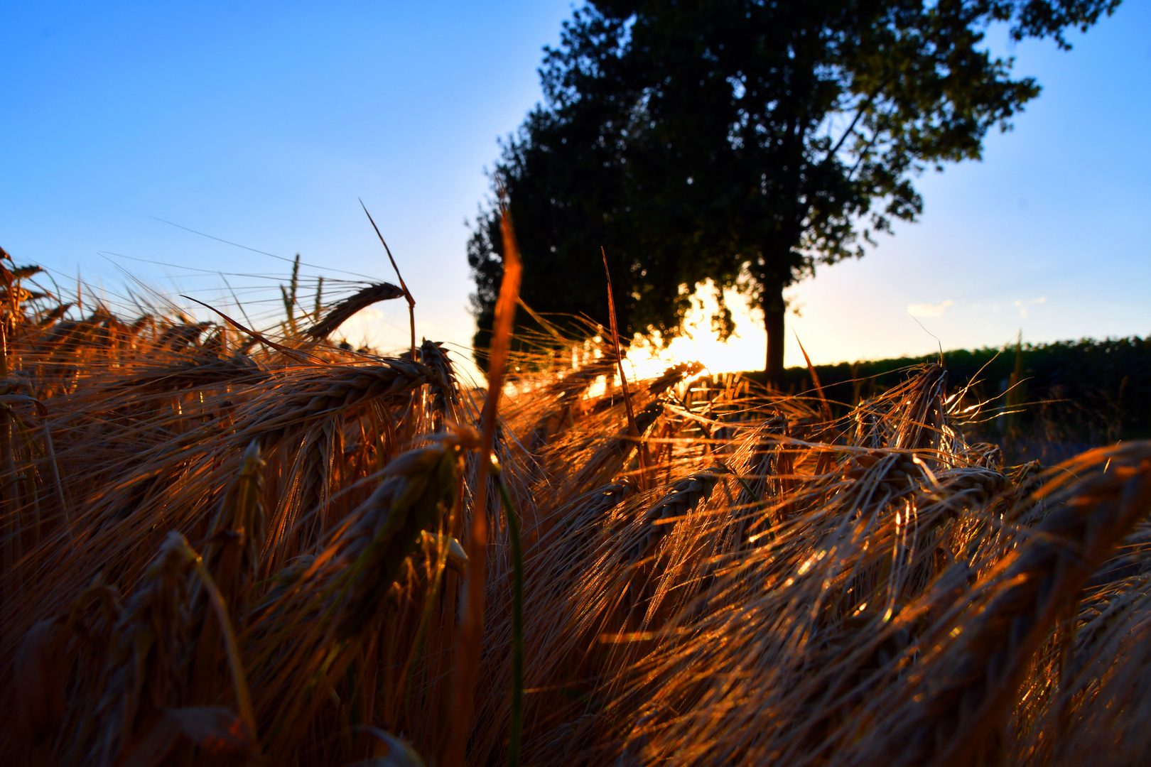 ...im Licht der Sonne...