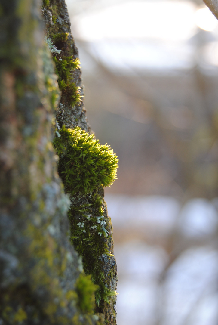 Im Licht der Sonne