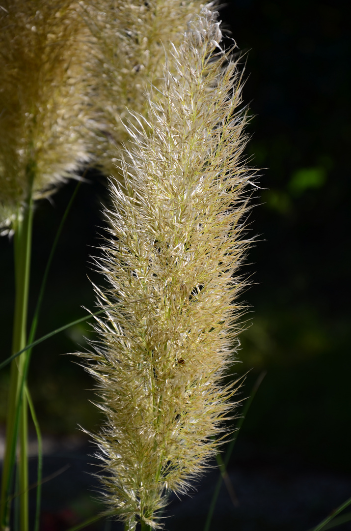 Im Licht der Sonne