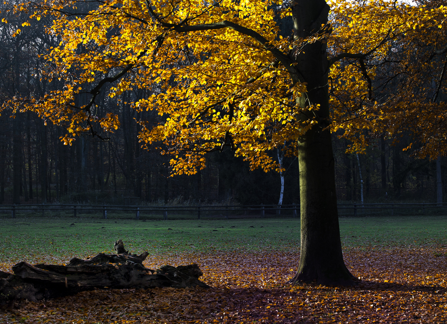 Im Licht der Sonne…