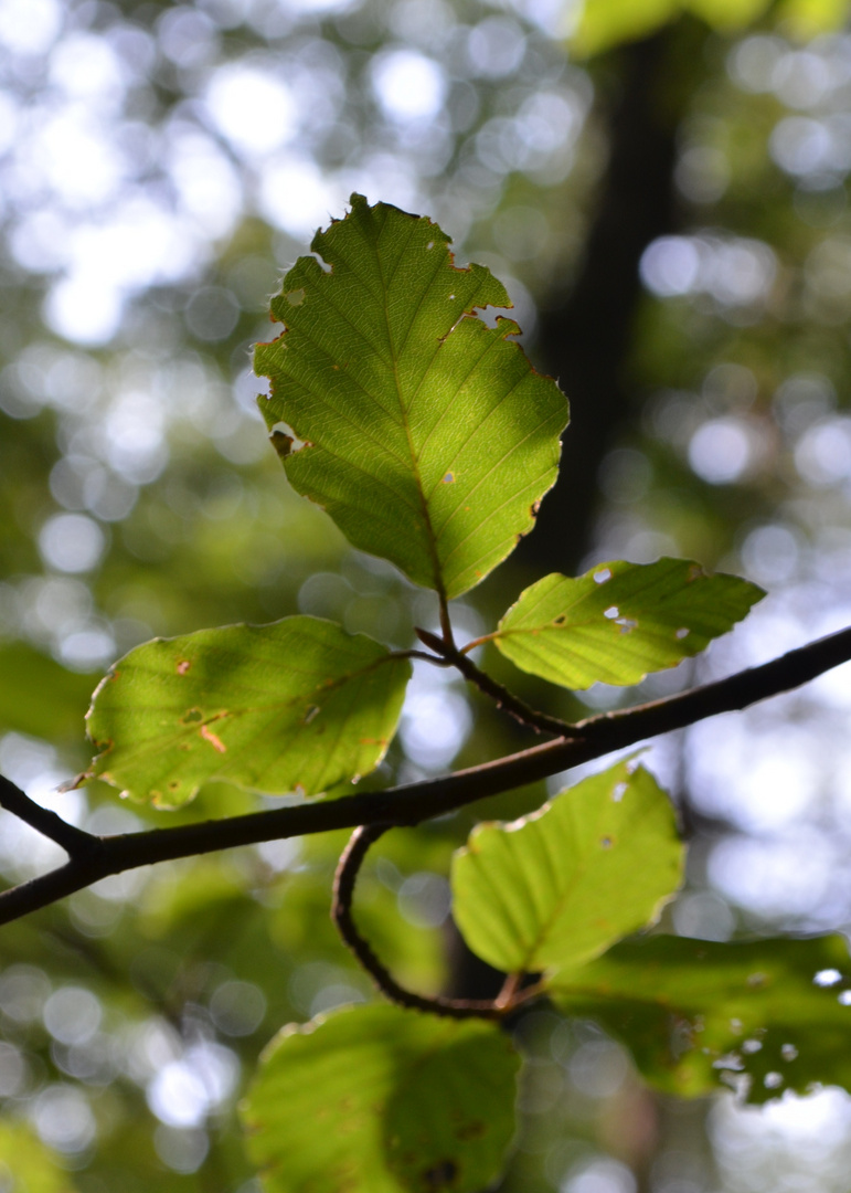 Im Licht der Sonne