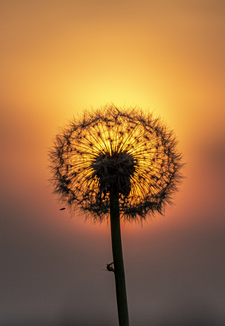 *im Licht der untergehenden Sonne*