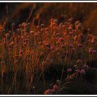 Im Licht der untergehenden Sonne