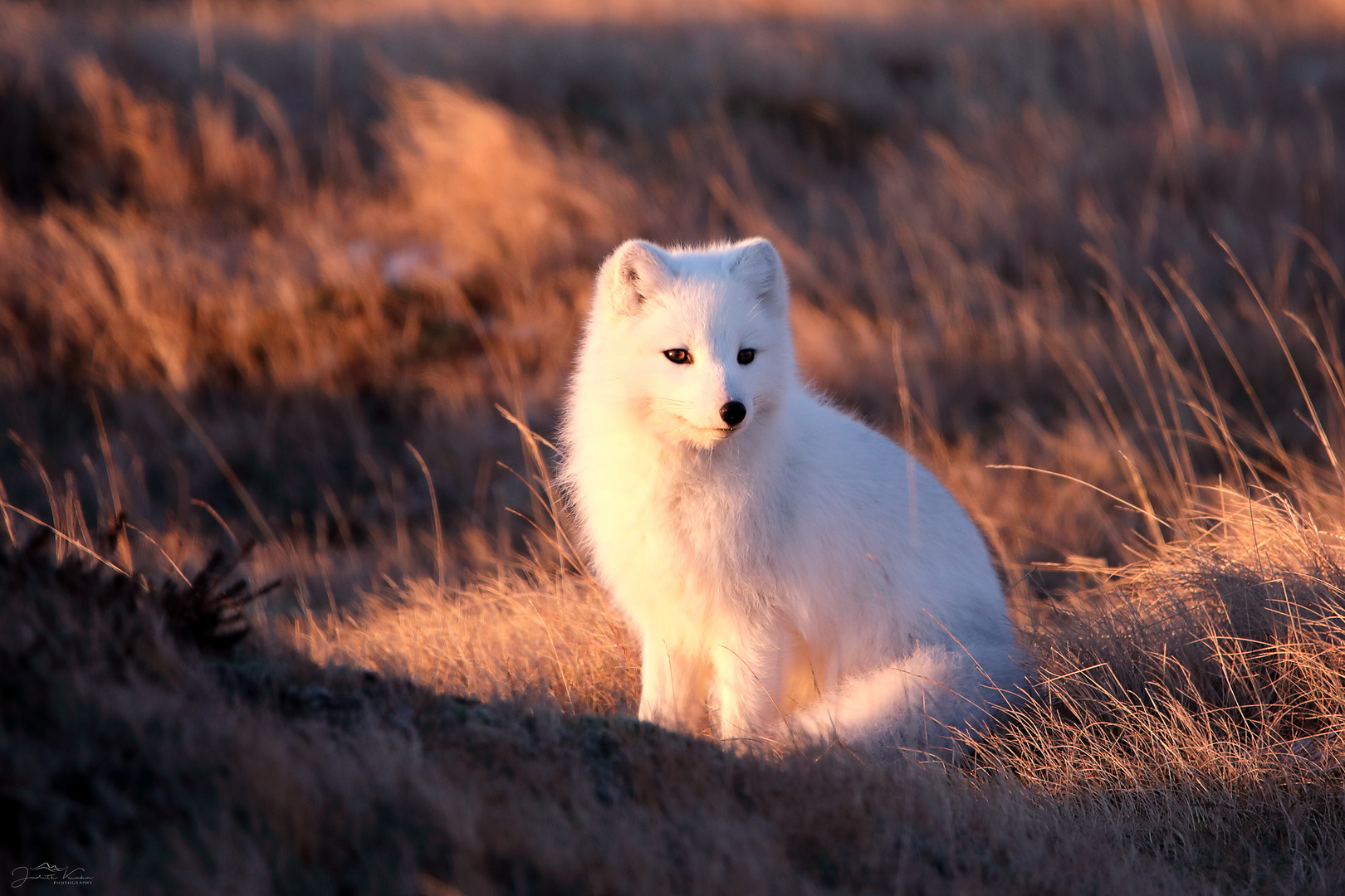 im Licht der Wintersonne