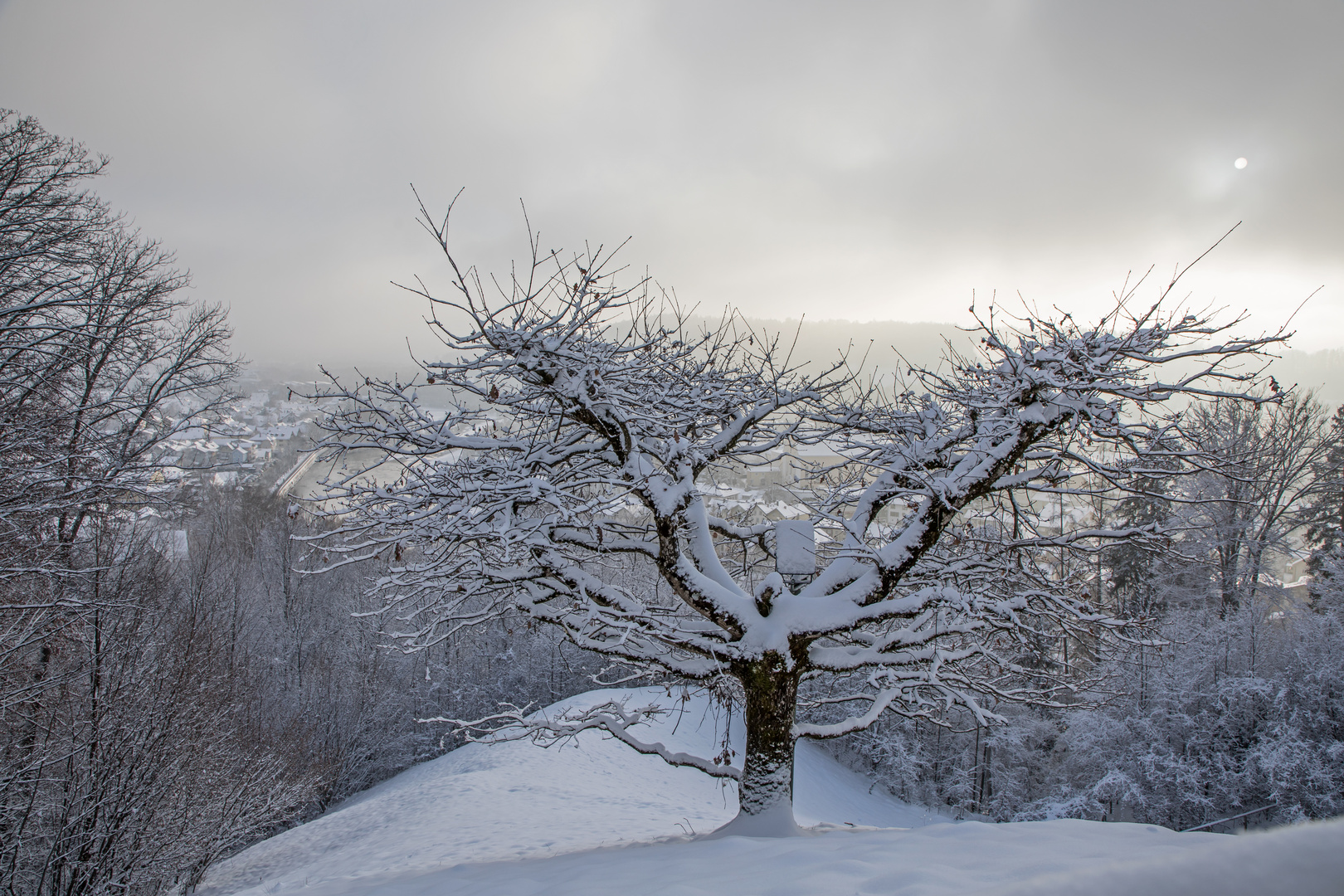 - Im Licht der Wintersonne -