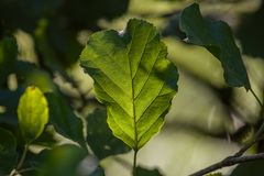 Im Licht des Blattes