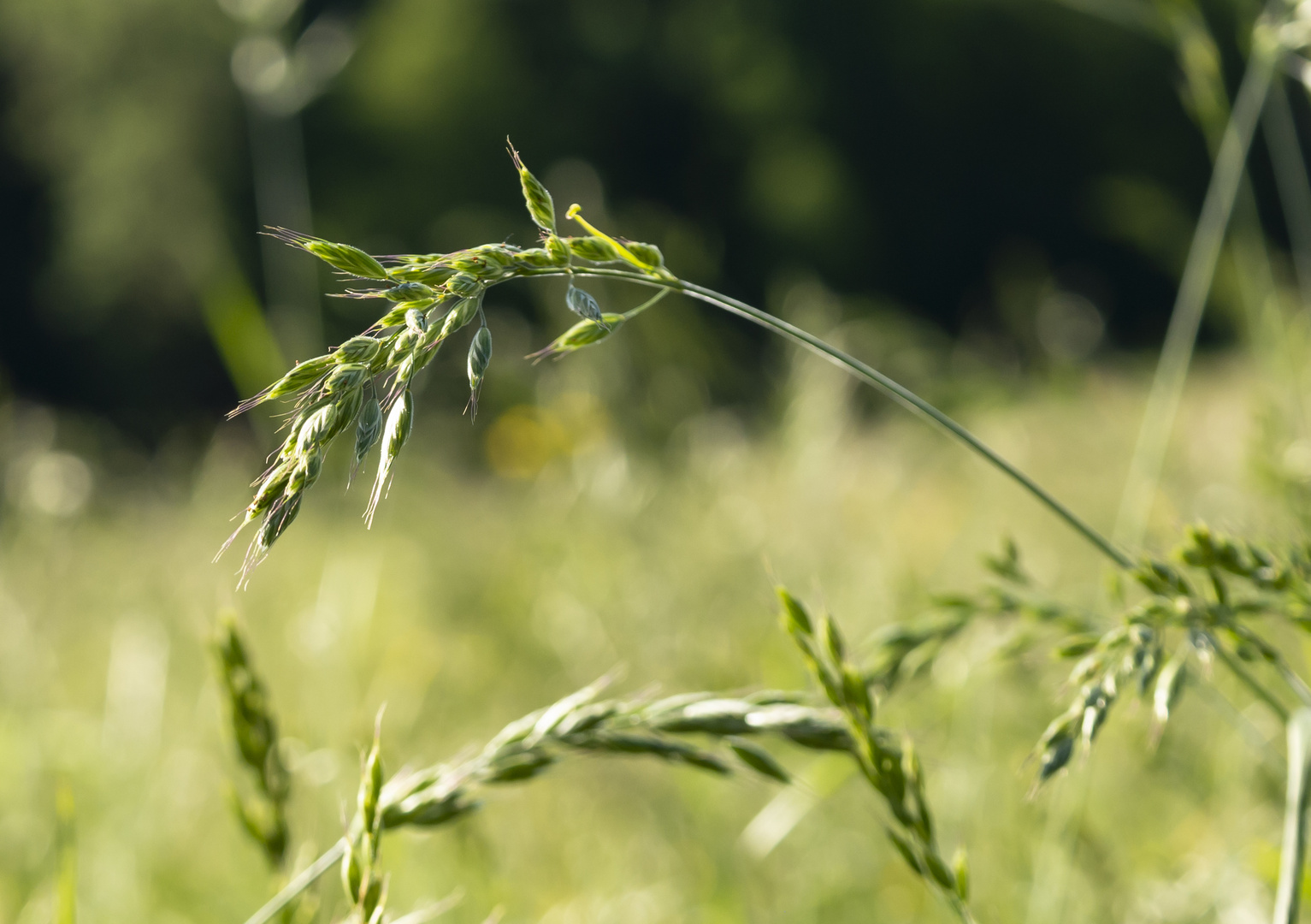 Im Licht des Sommers