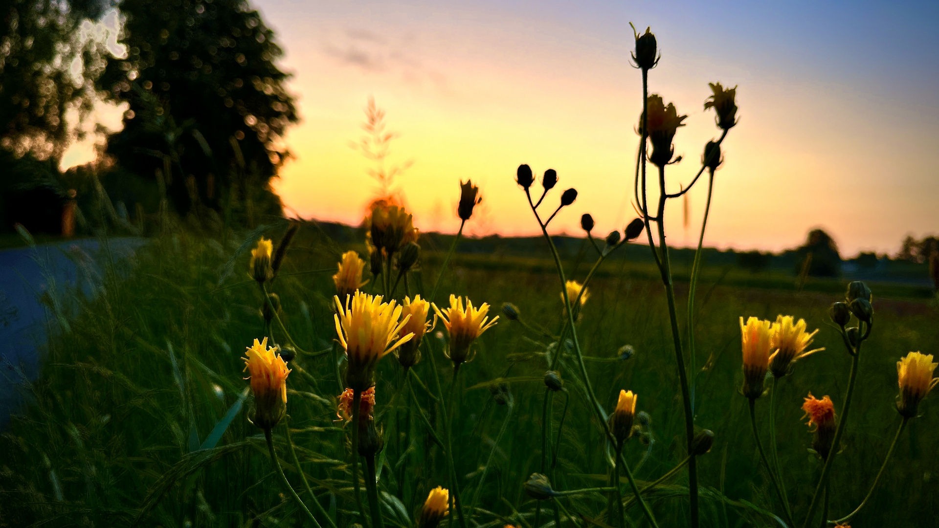 Im Licht des Sonnenuntergangs