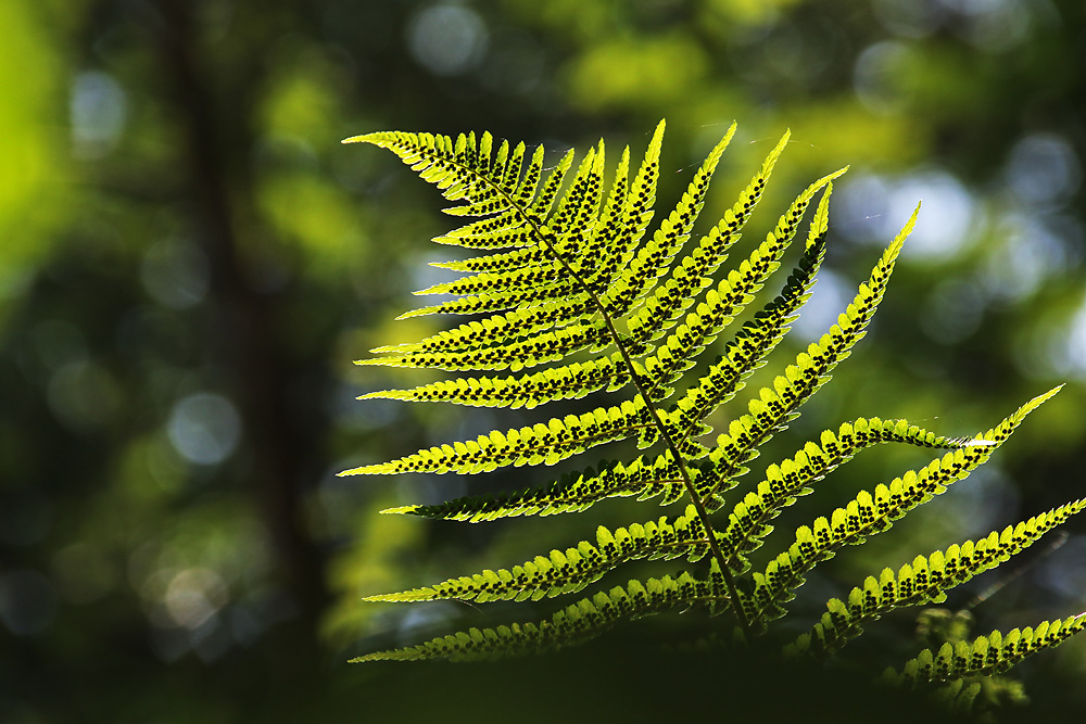 im Licht erstrahlt