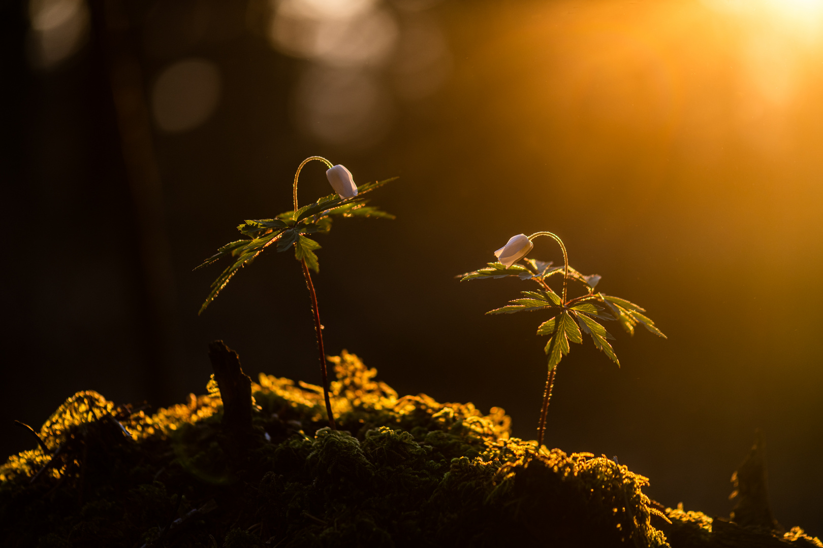 Im Licht gebadet