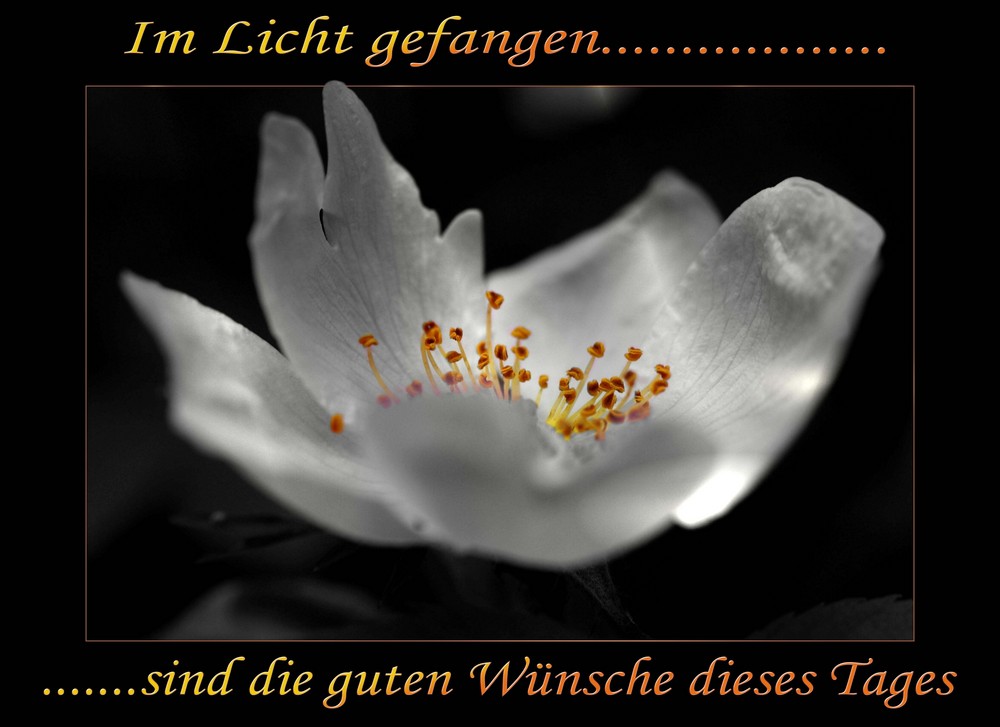 Im Licht gefangen........