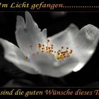 Im Licht gefangen........