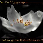 Im Licht gefangen........