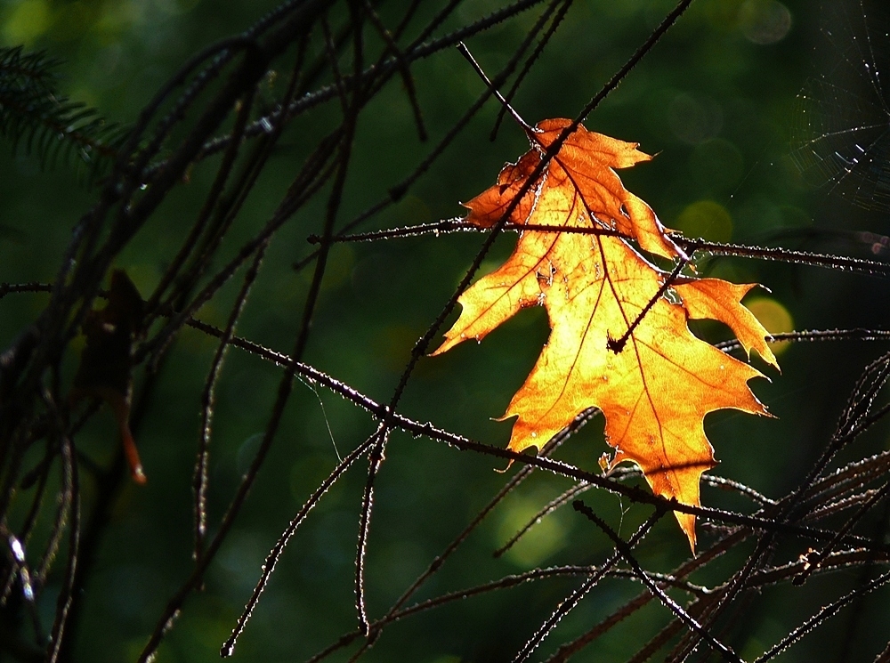 im Licht getragen