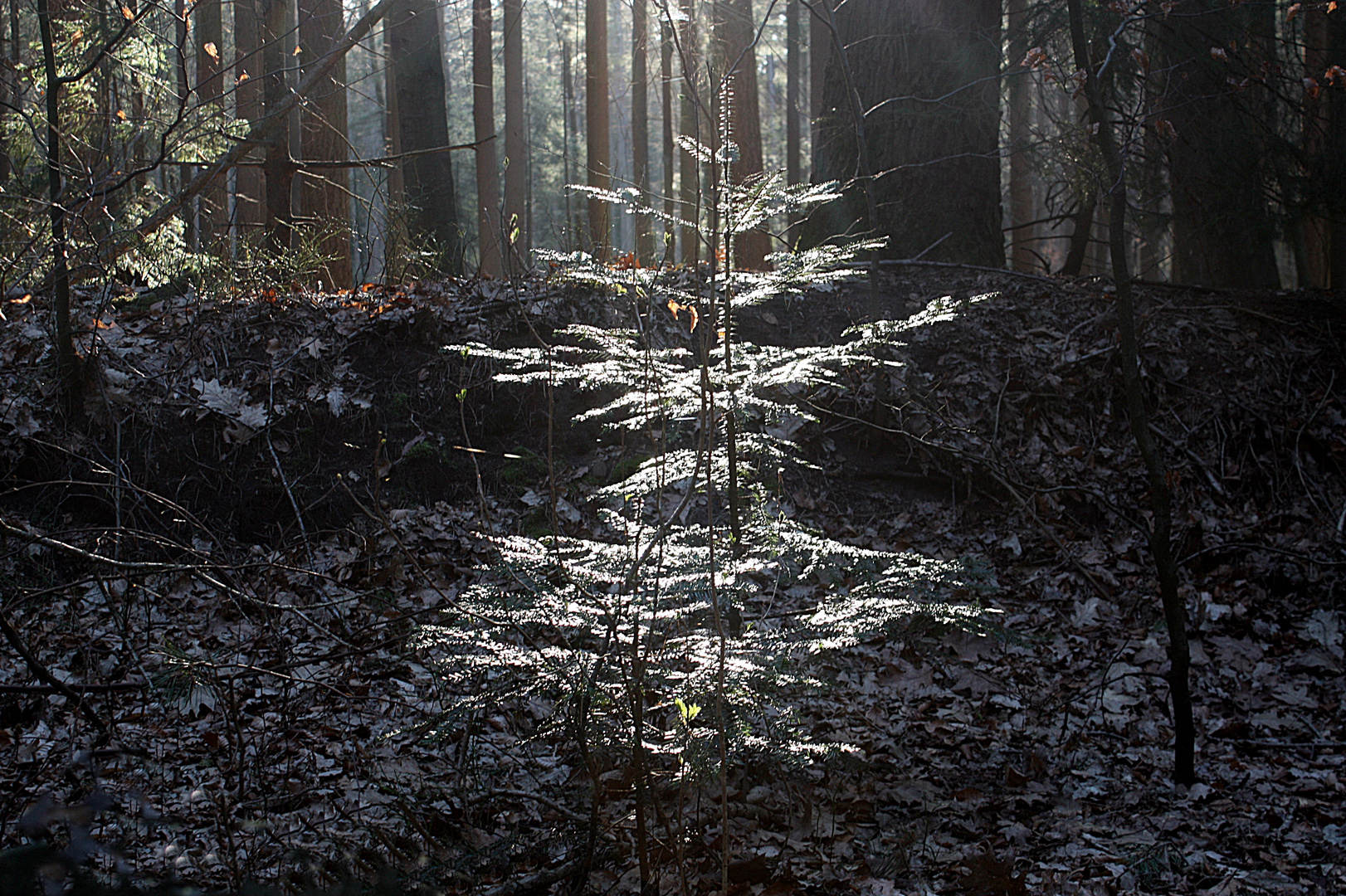 Im Licht stehen