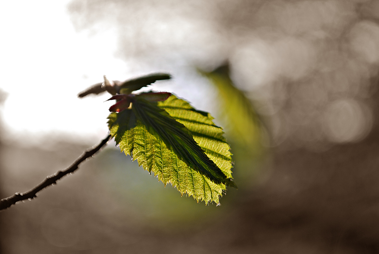 im Licht stehen sonst immer nur die anderen...