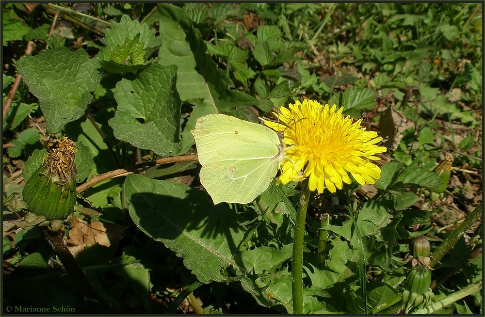 Im Licht und mit Schatten ...