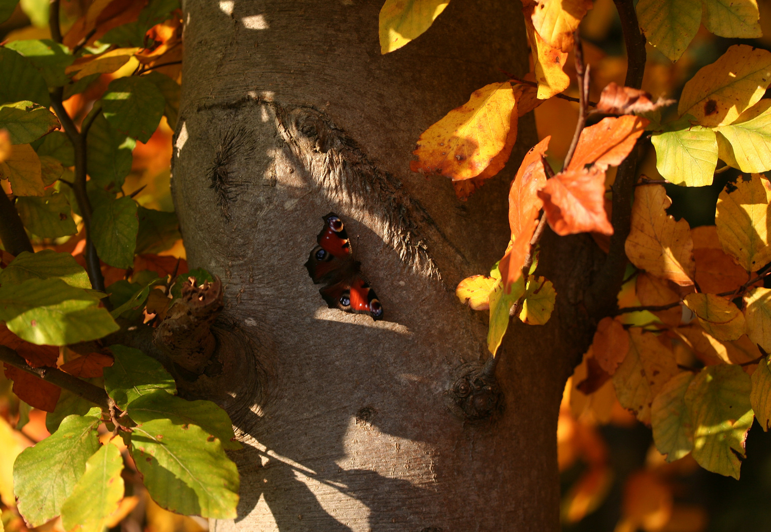 -Im Licht und Schatten des Herbstes-