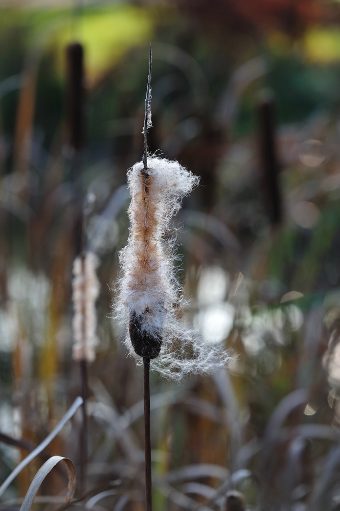 Im Lichte des Herbstes