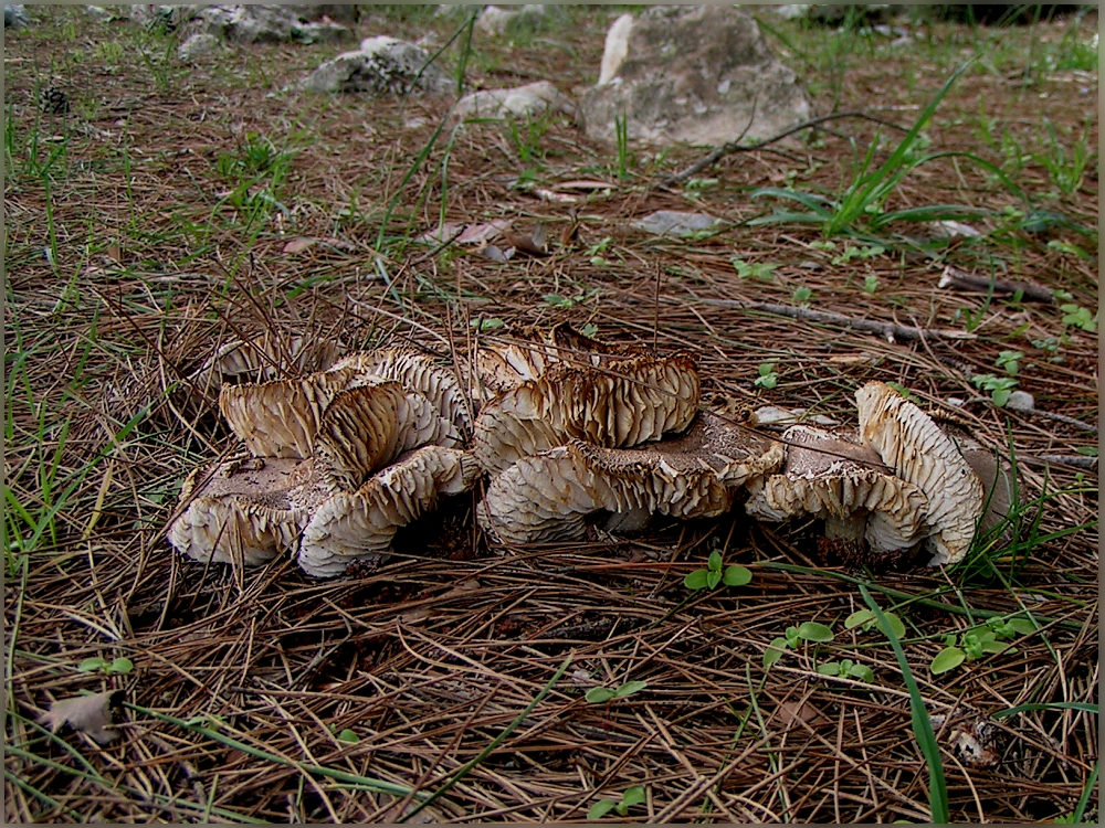 Im lichten Kiefernwald