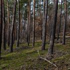 Im lichten Kiefernwald