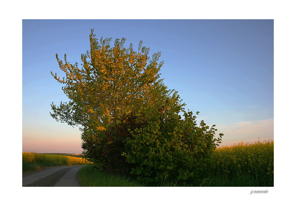 Im Lichterglanz der Abendsonne