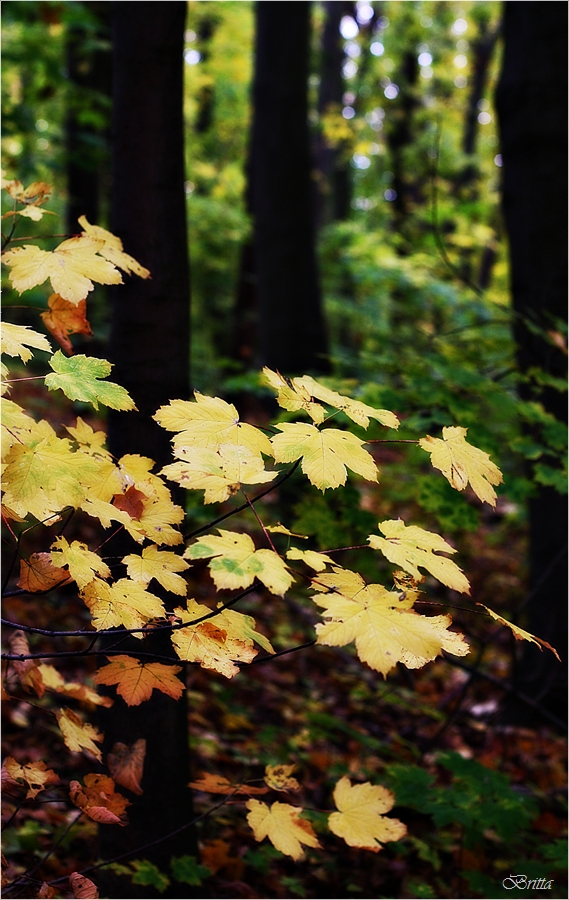 Im Lichterwald