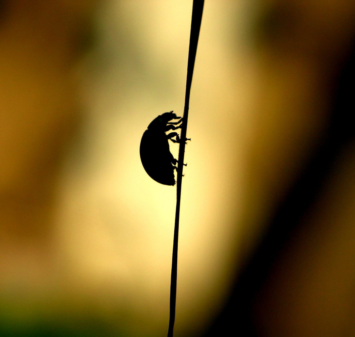 Im-Lichtgestalt