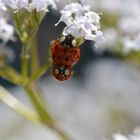 Im Liebesglück - Marienkäfer"