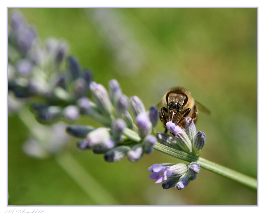 Im lila Bienenparadies