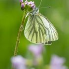 im lila Blütenmeer