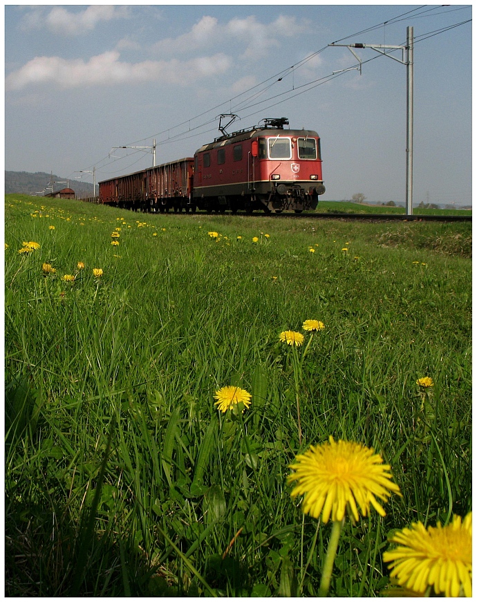 Im Löwenzahn