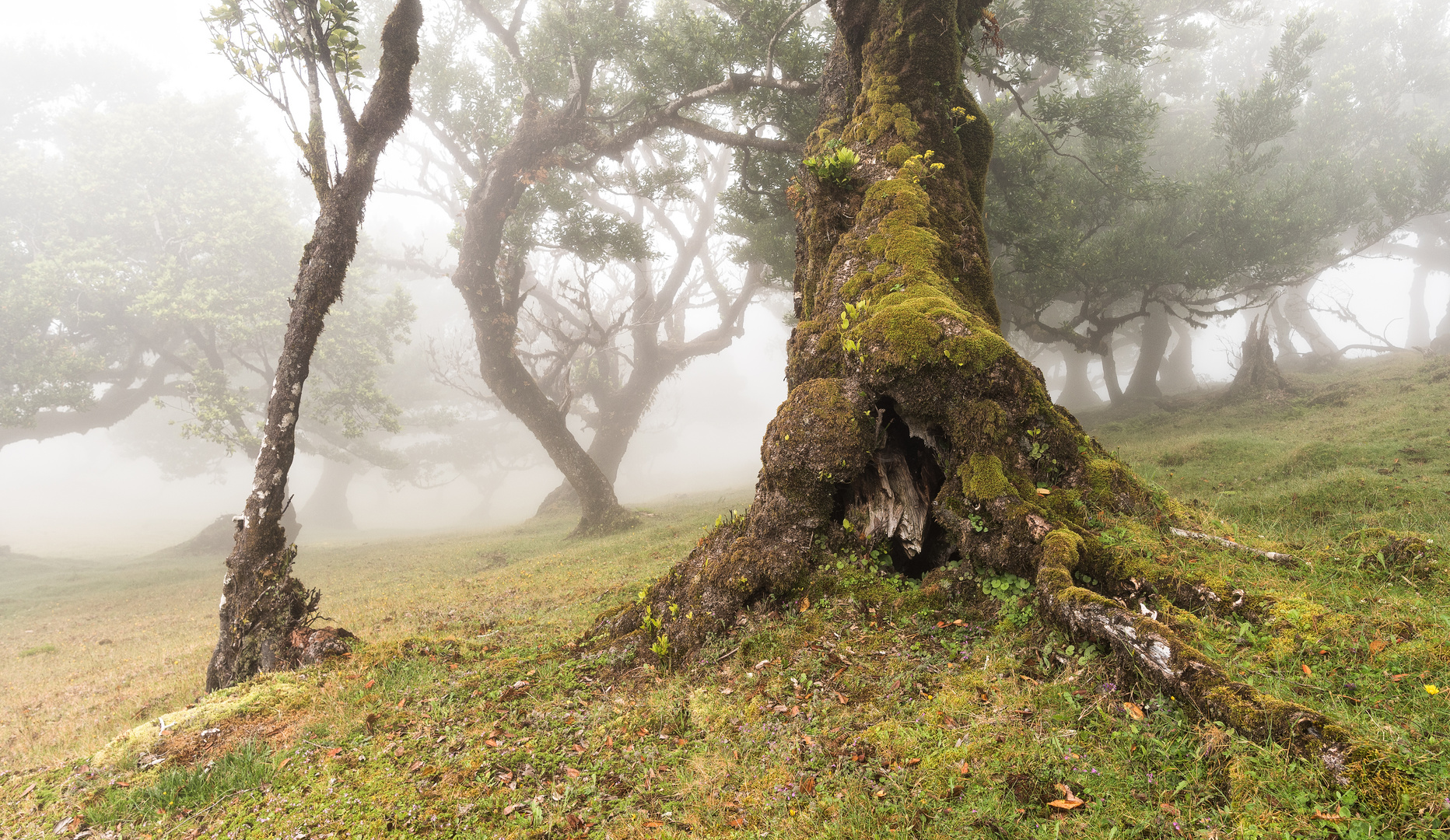 __im lorbeerwald__