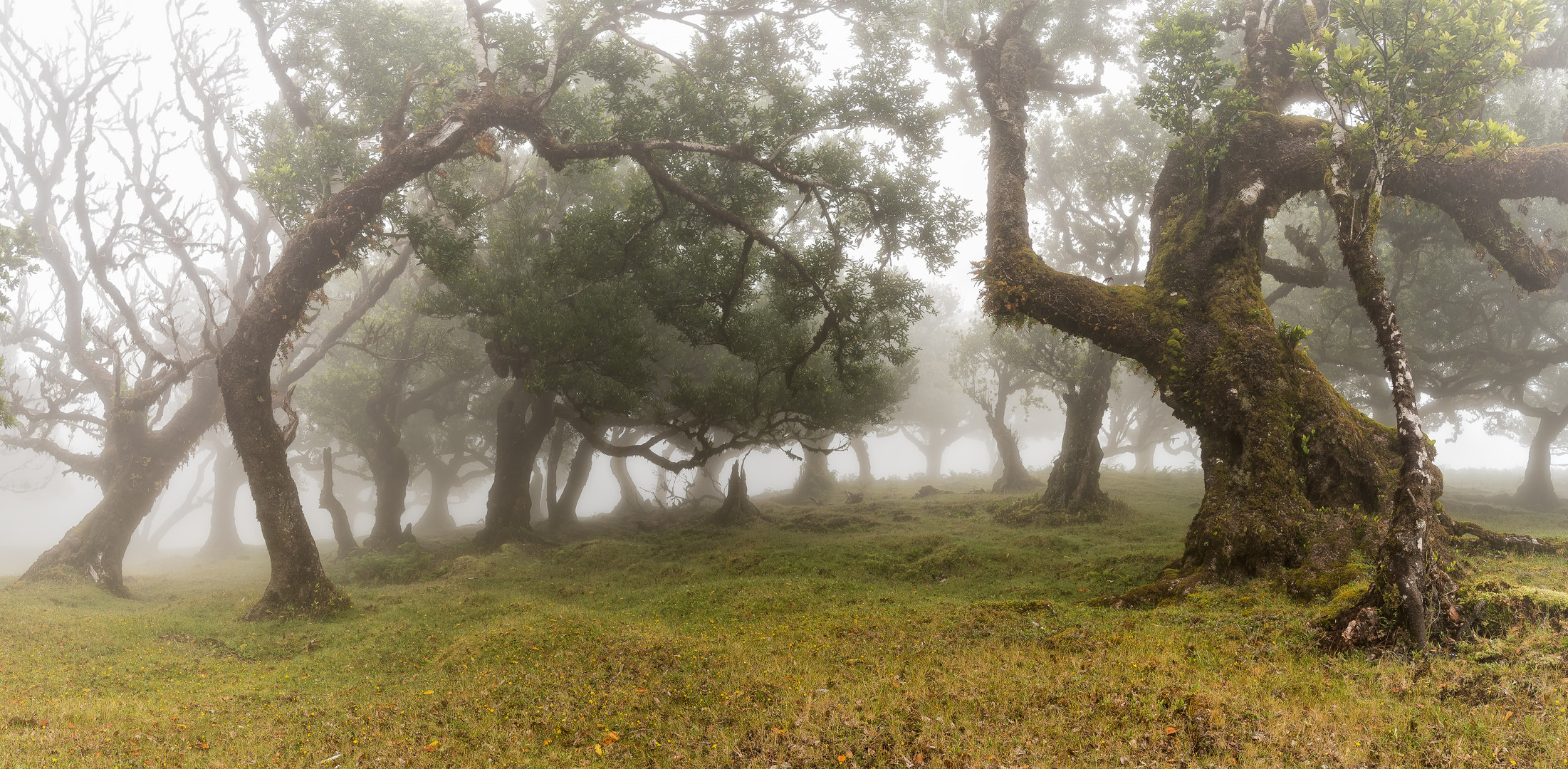 __im Lorbeerwald__