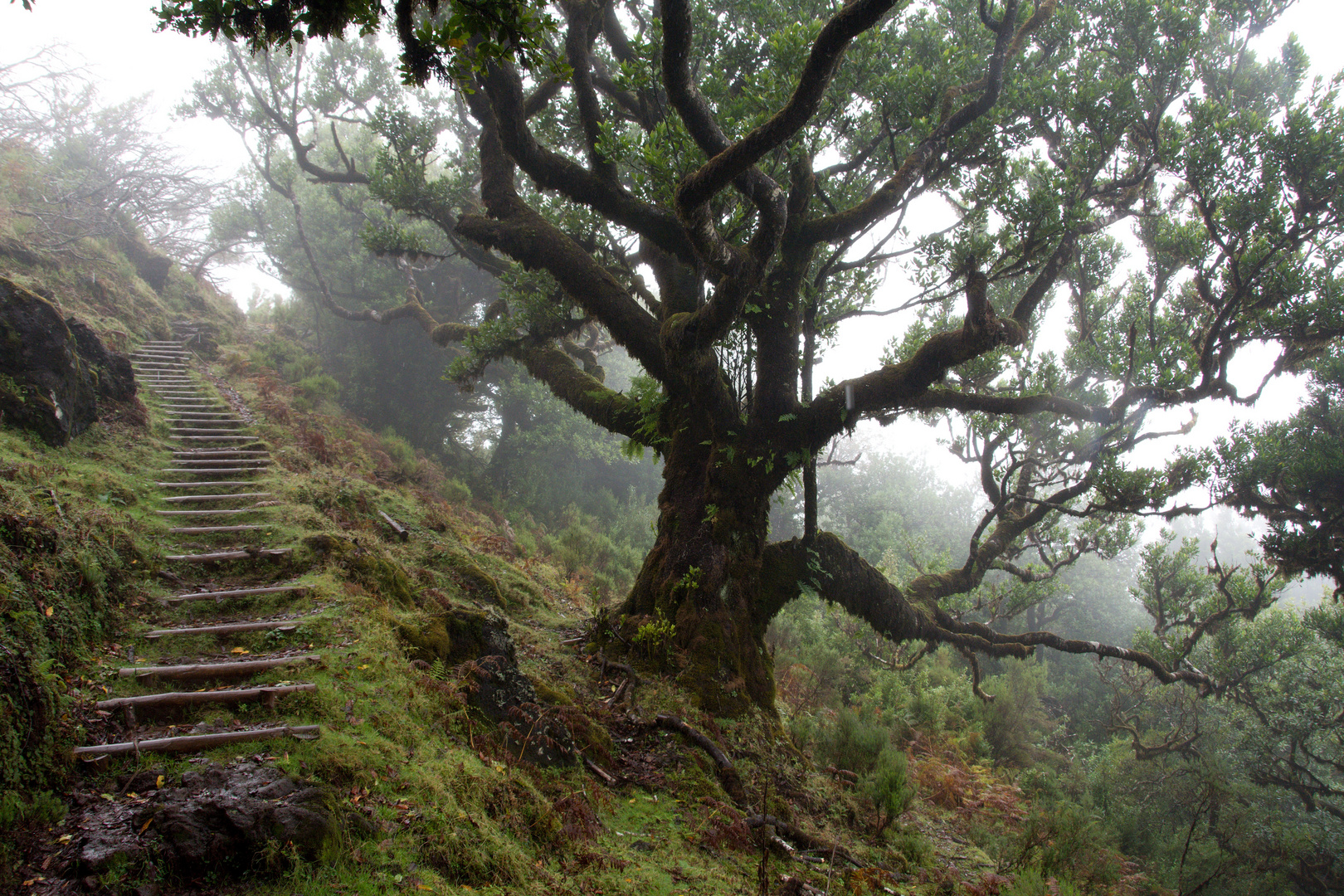 Im Lorbeerwald