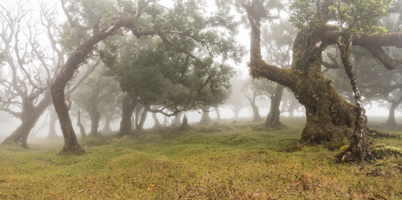 __im Lorbeerwald__