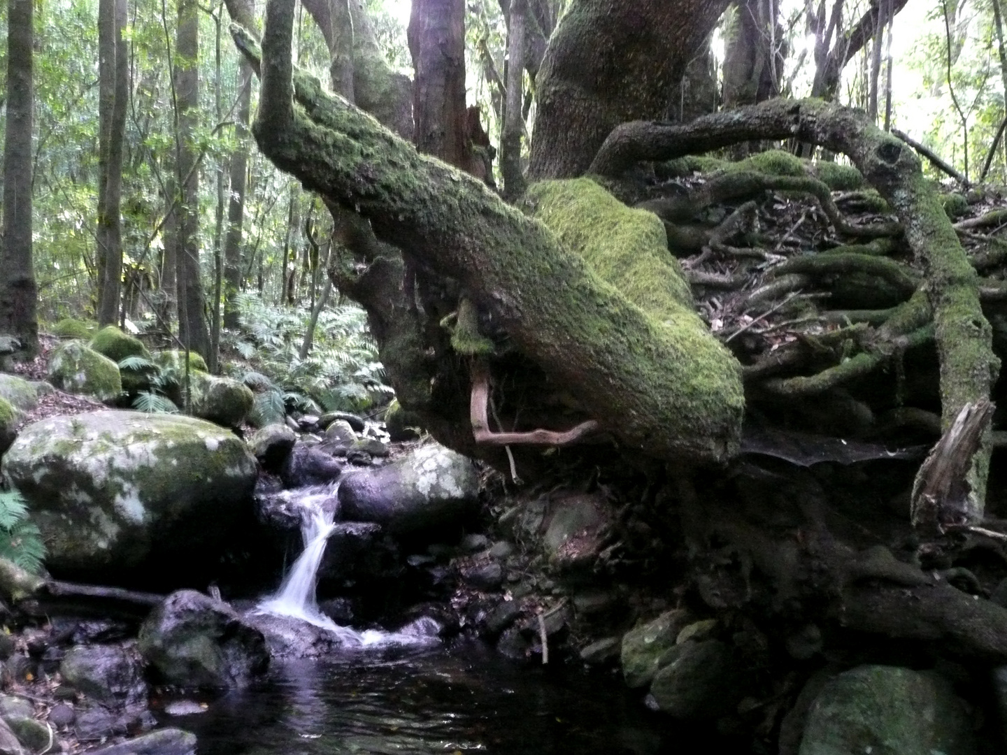 Im Lorbeerwald, auf dem Weg hinunter nach El Cedro