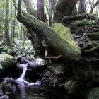 Im Lorbeerwald, auf dem Weg hinunter nach El Cedro